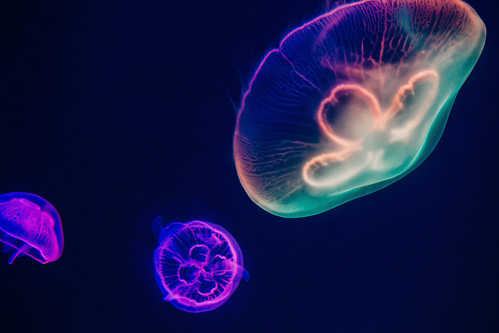 Professionelles und individuelles Webdesign 